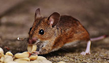 24 Hour & Emergency Exterminators in Pierceville, KS